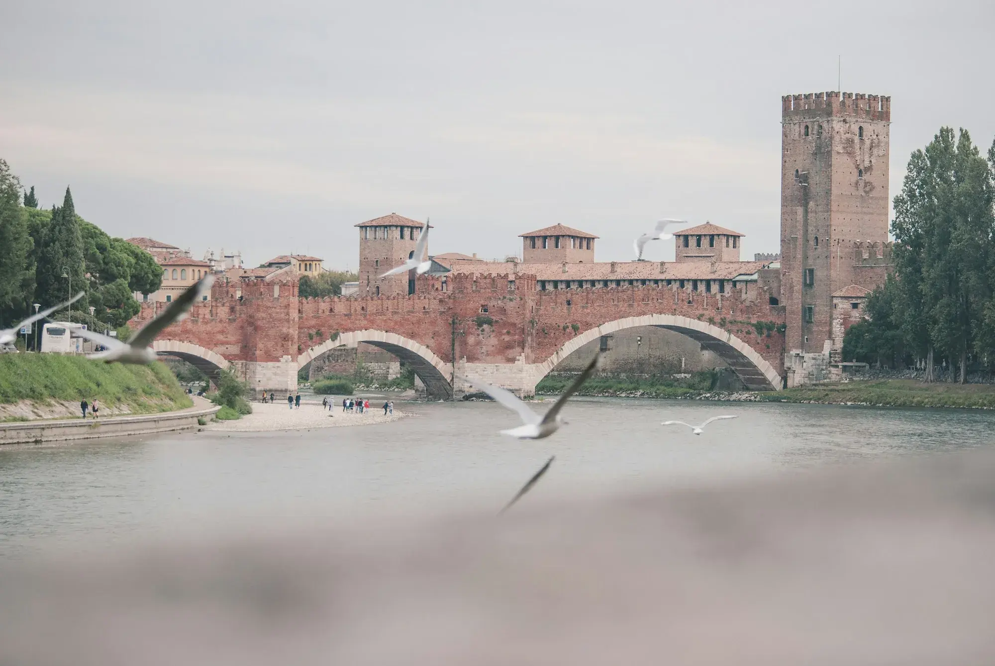 The red-brick Ponte di Castelvecchio with its battlements and tower spanning the River Adige in Verona, with gulls flying over the water