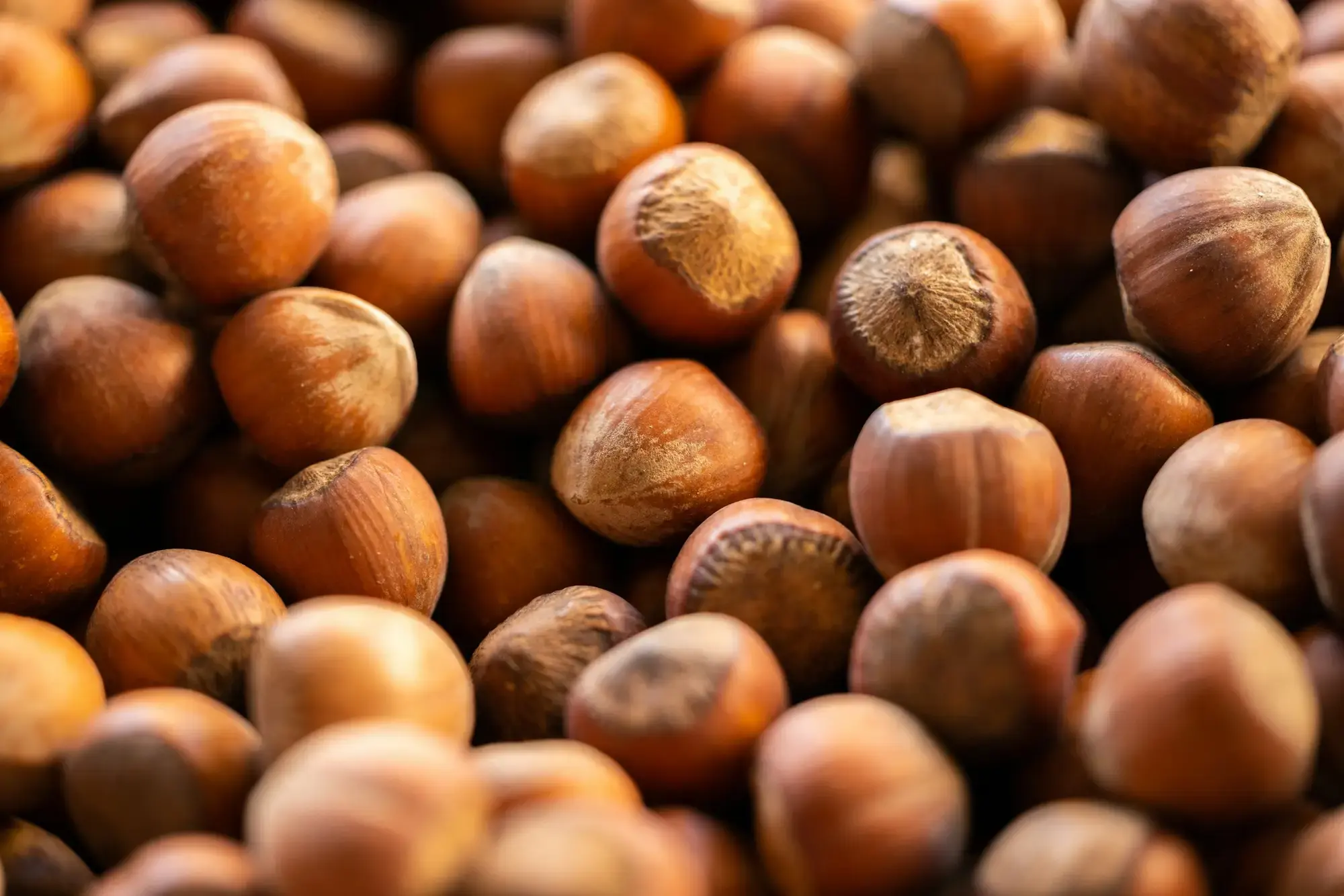 A close-up of whole hazelnuts in their brown shells, piled together