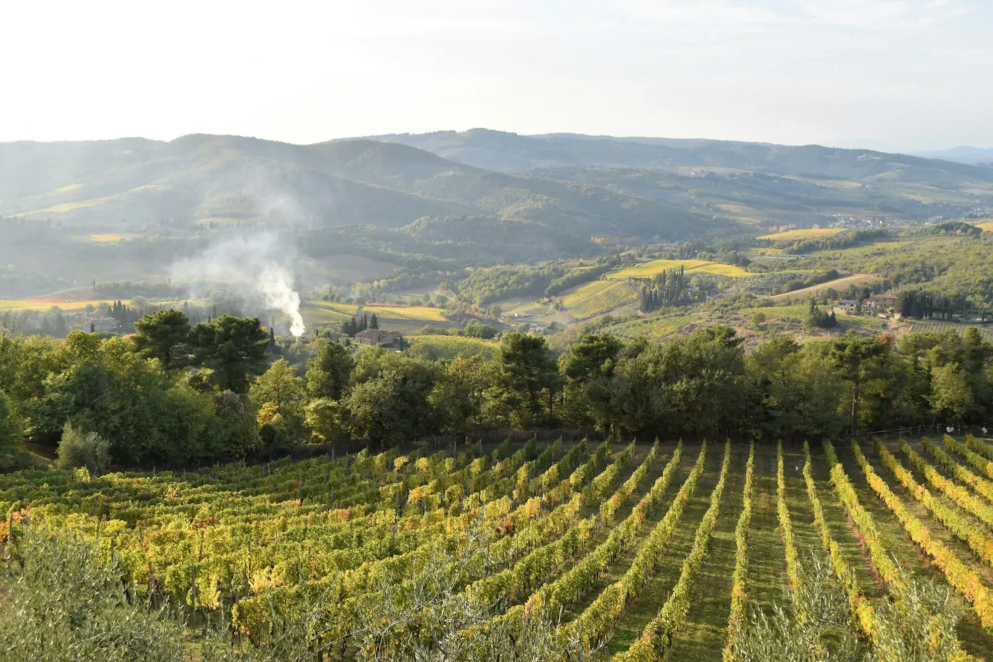Rows of vines in autumn colours at sunset on a hillside near Greve in Chianti, with wooded hills behind