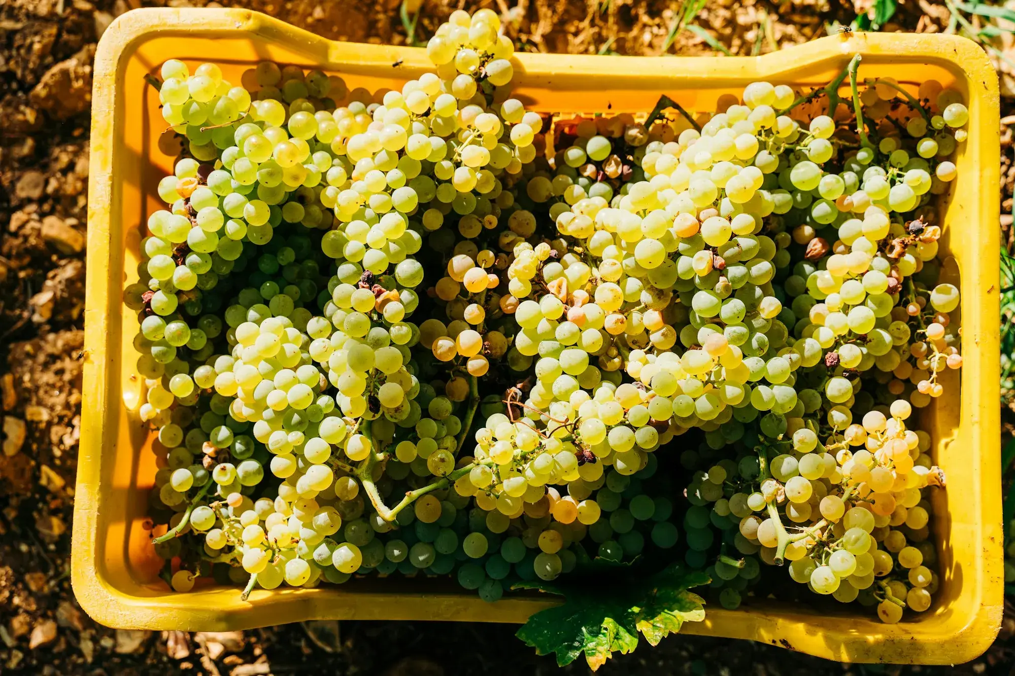 Bunches of pale green grapes in a yellow plastic crate on reddish soil during the harvest in Puglia