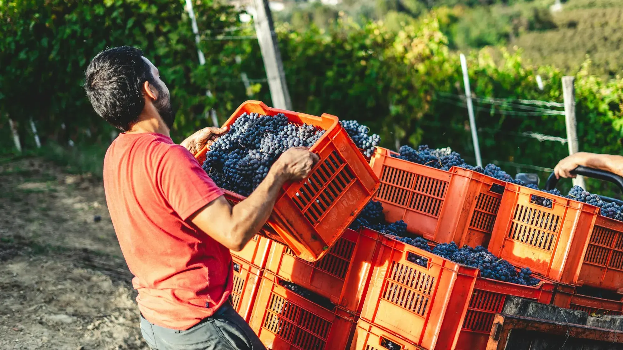 A vineyard worker in a red T-shirt lifting a crate of dark Nebbiolo grapes onto a stack of orange harvest crates