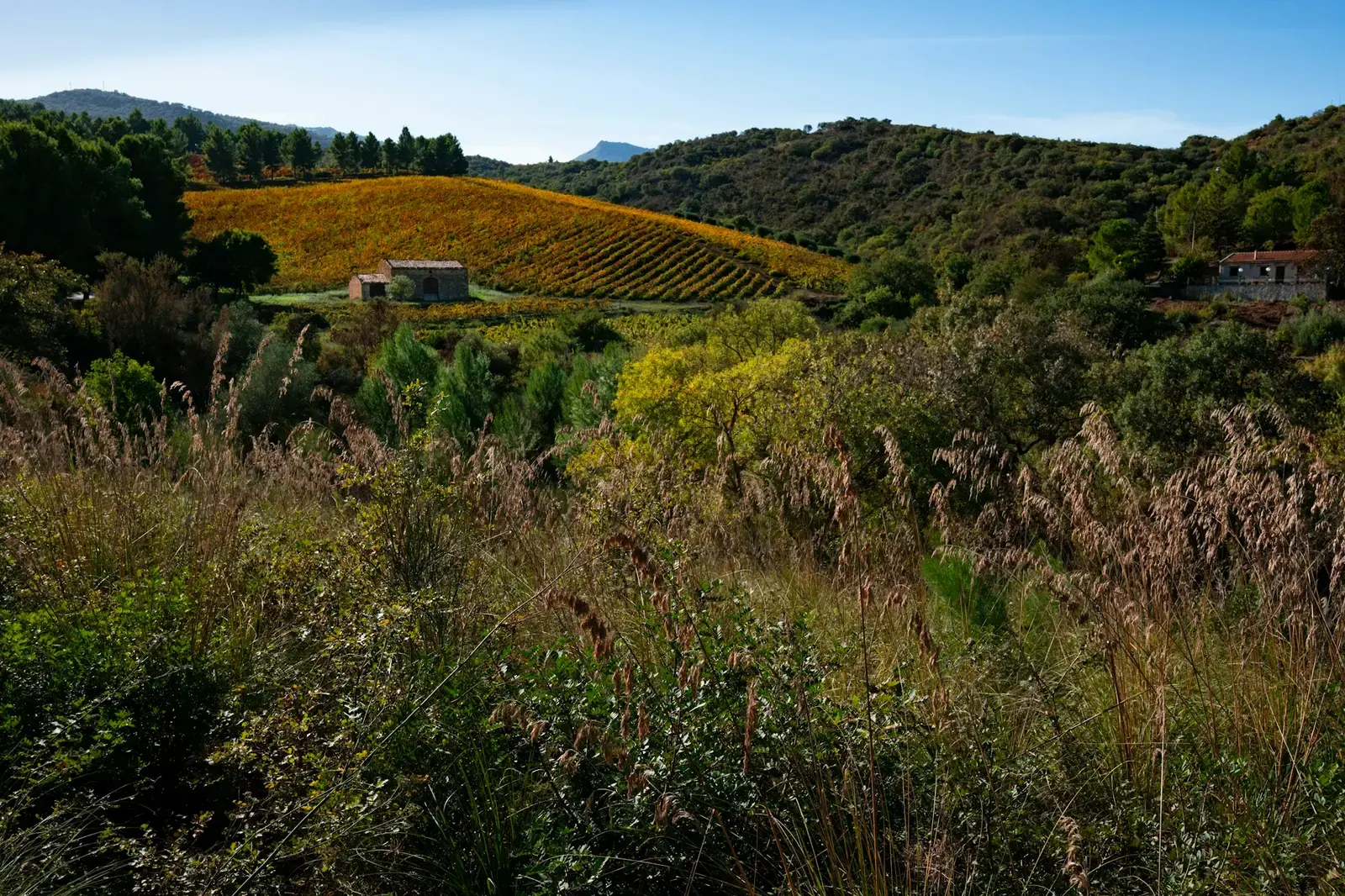 Autumn-coloured vineyards on a hillside in Sicily, surrounded by green woodland and scrub