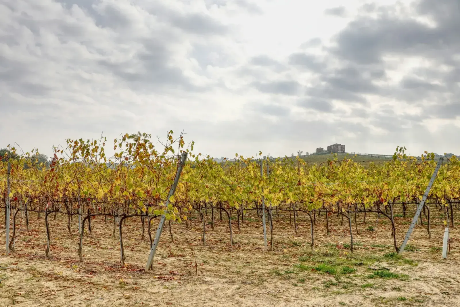 Filari di vigneti con i colori dell'autunno sotto Montepulciano, in Toscana