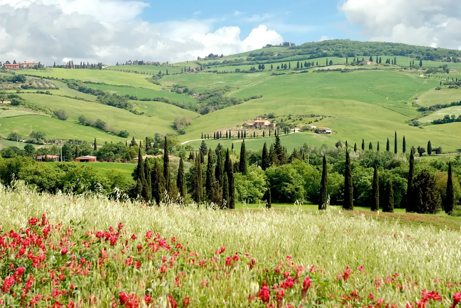 Rolling green hills in Tuscany in spring, with cypress trees, a farmhouse and red wildflowers