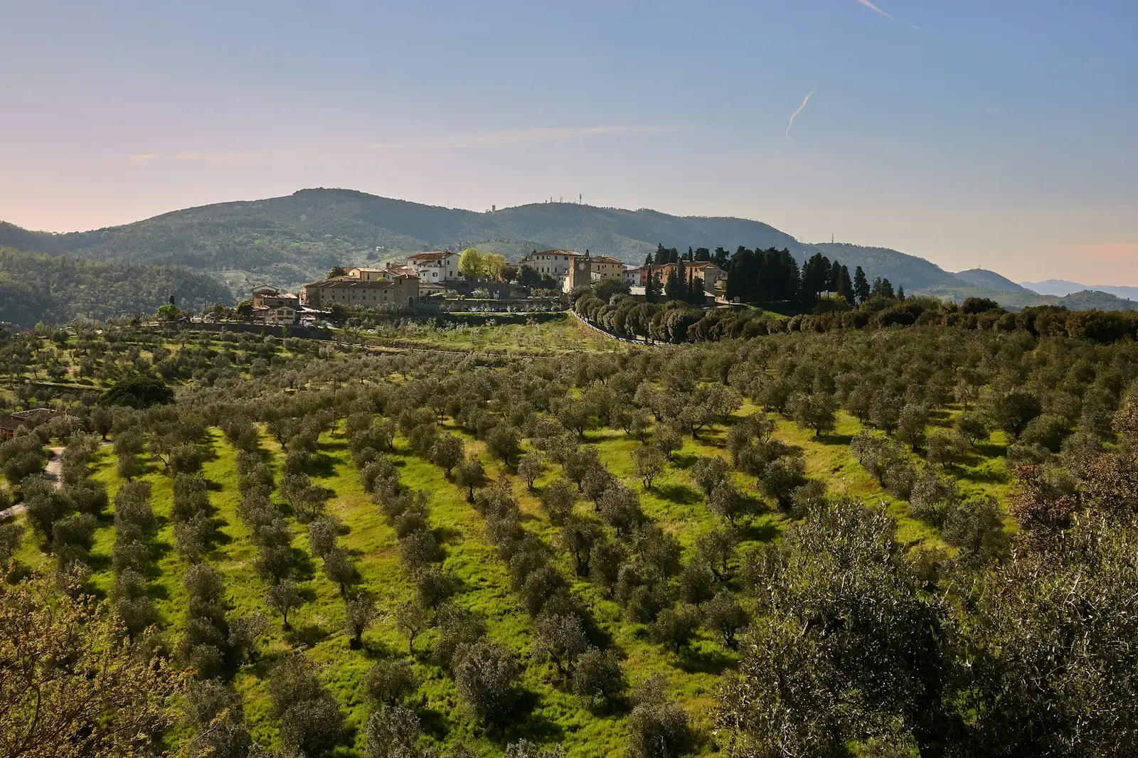 Rows of olive trees on a hillside in Tuscany, with a hill village and wooded ridges behind at dusk