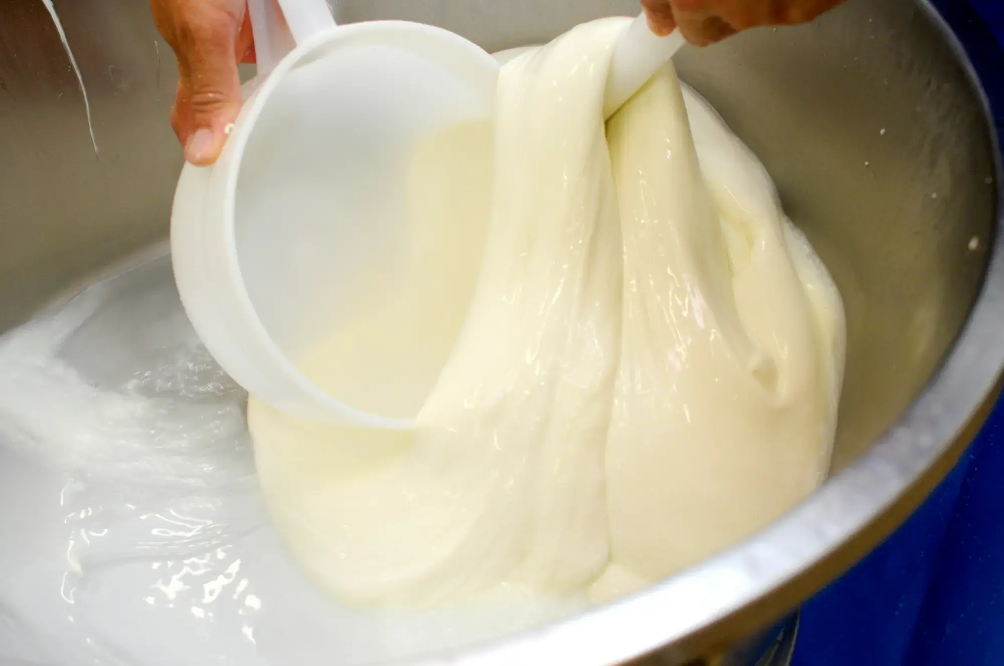 Workers in white coats handling fresh cheese curd in a large production facility